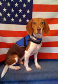 Termite Detection Dog