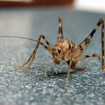 camel_cricket The Camel Cricket
