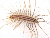 CentipedeExterminator