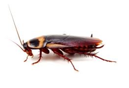 Cockroach-Exterminator
