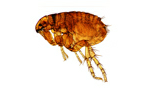 Flea Exterminator