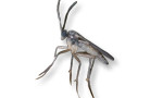 GnatExterminator