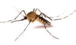 MosquitoeExterminator