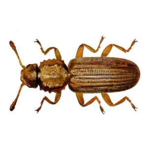 SawtoothGrainBeetleExterminator