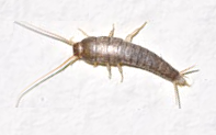 SilverfishExterminator