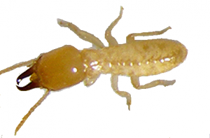 TermiteExterminator