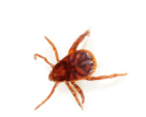 Tick-Exterminator