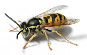 Wasp-Bee-Hornet-Exterminator-Nest-Removal