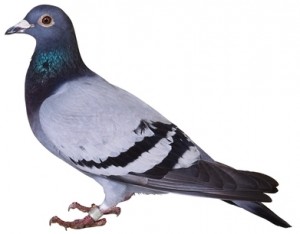 birds