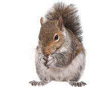 Squirrels